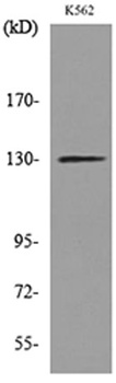 Apaf-1 antibody