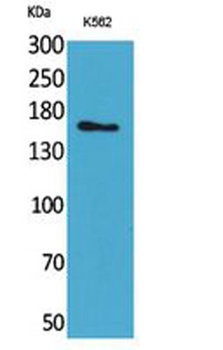 Laminin γ-2 rabbit pAb