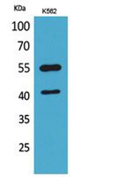 IL2R gamma antibody