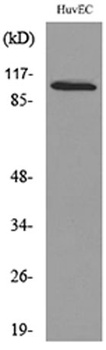 NFATc1 antibody