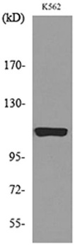 Cryopyrin antibody