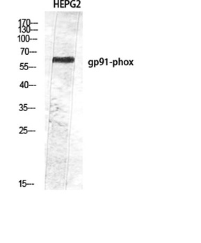 gp91-phox antibody