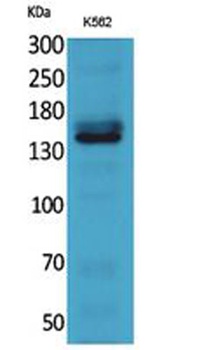 RFC1 antibody