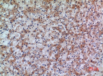 17beta-HSD4 antibody