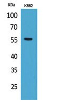 Glut5 rabbit pAb