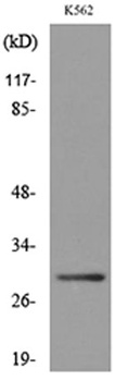 VDAC1 rabbit pAb Antibody