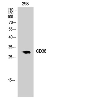 CD38 antibody