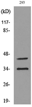 CD38 rabbit pAb