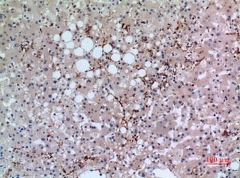 CD42b rabbit pAb