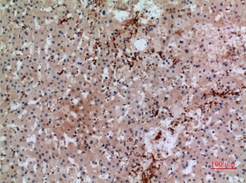 CD42b rabbit pAb