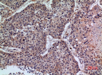 CD42b rabbit pAb