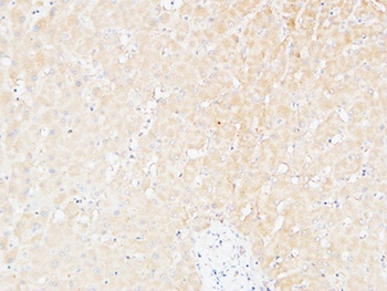 CD166 antibody