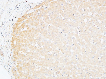 CD166 rabbit pAb