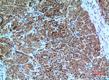 Bonzo antibody