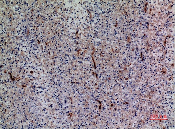 Bonzo antibody