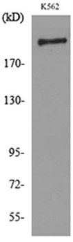 CD169 rabbit pAb