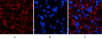 Jagged1 antibody