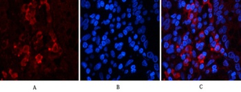 Jagged1 antibody