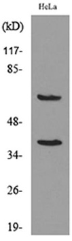 DNAM-1 antibody