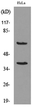 DNAM-1 rabbit pAb