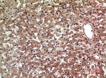 CD294 rabbit pAb