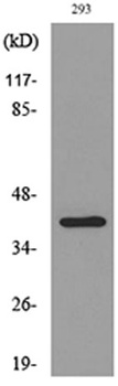 CD294 rabbit pAb