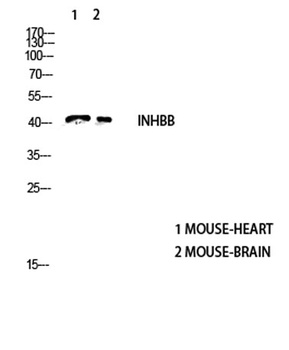 Inhibin beta-B antibody