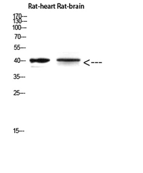 Cerberus antibody