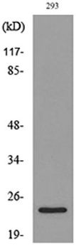 MDA-7 antibody