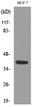 Nov antibody