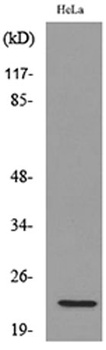 IFN-ω Polyclonal Antibody