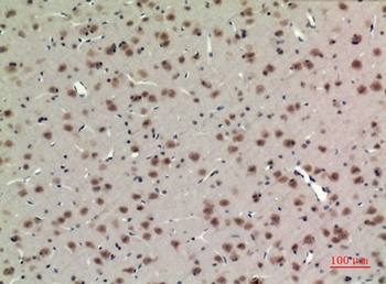 BMAL1 antibody