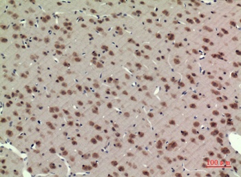 BMAL1 antibody