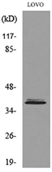 EKLF antibody