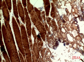 MYH-pan antibody