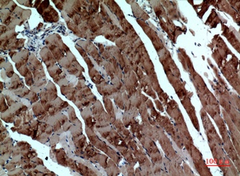 Tubulin α rabbit pAb