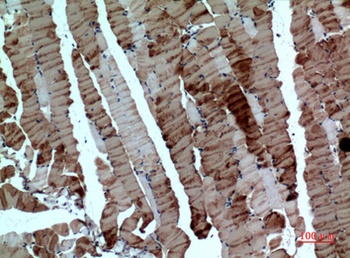 Tubulin α rabbit pAb