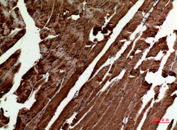 Tubulin α rabbit pAb