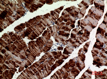 Tubulin α rabbit pAb