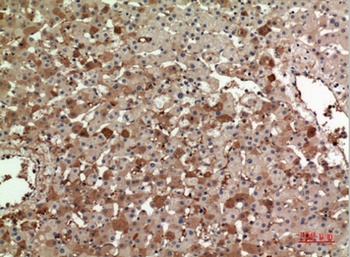 ApoA-I rabbit pAb