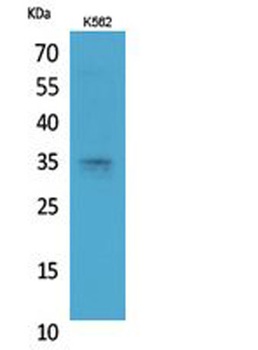 Syntaxin 1 rabbit pAb