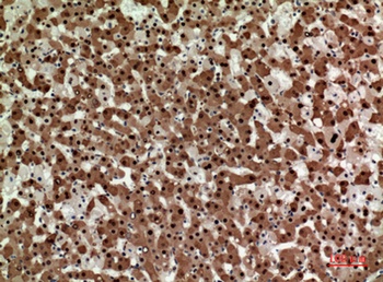 Syntaxin 1 rabbit pAb