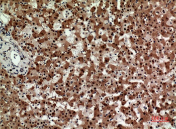 Syntaxin 1 rabbit pAb