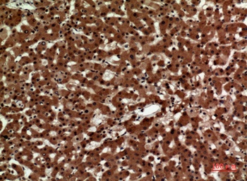 IL12A p35 antibody
