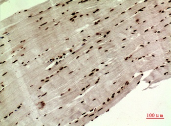 MAPK Organizer 1 antibody