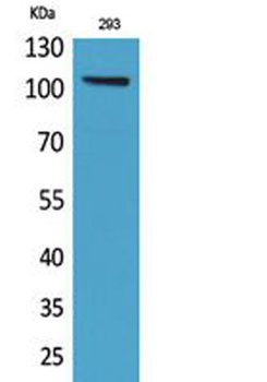 Neuropilin antibody