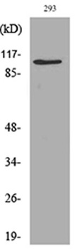 Neuropilin antibody