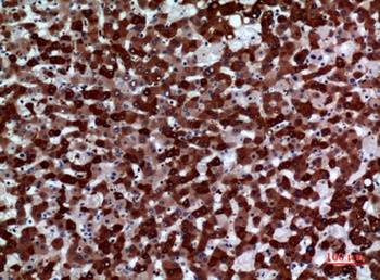 FMO3 antibody