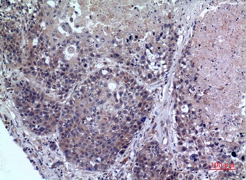 FMO3 antibody