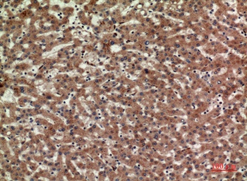 CD3-δ rabbit pAb